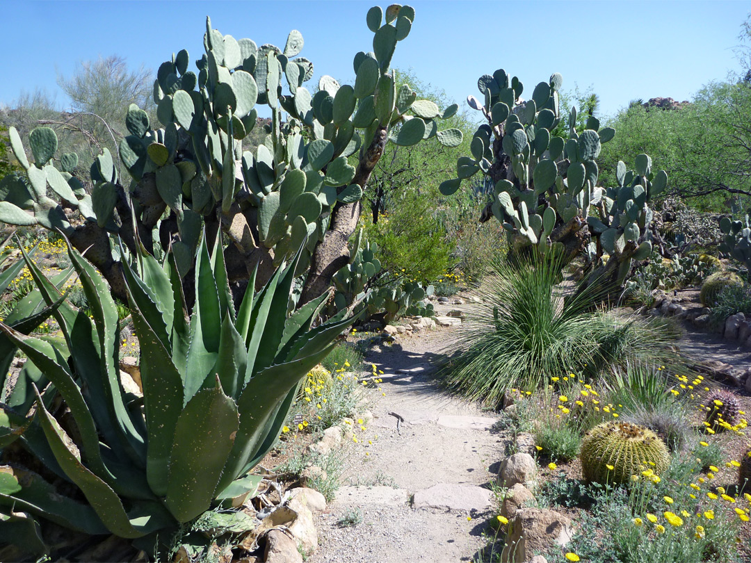 Opuntia and agave