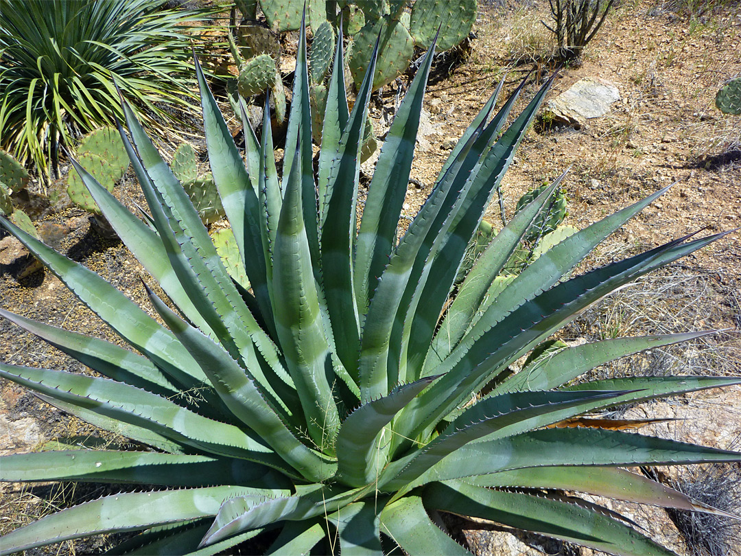 Greenish grey leaves