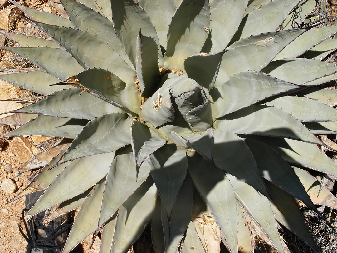 Greyish leaves