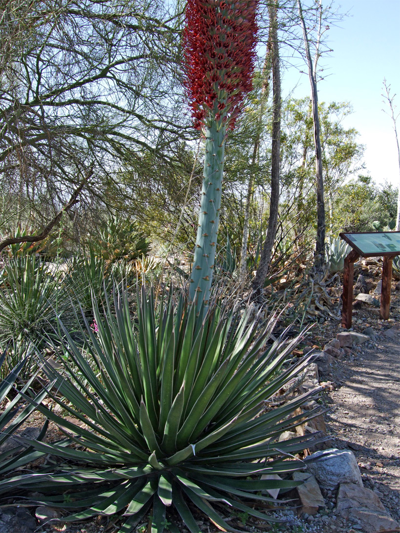 Agave pelona