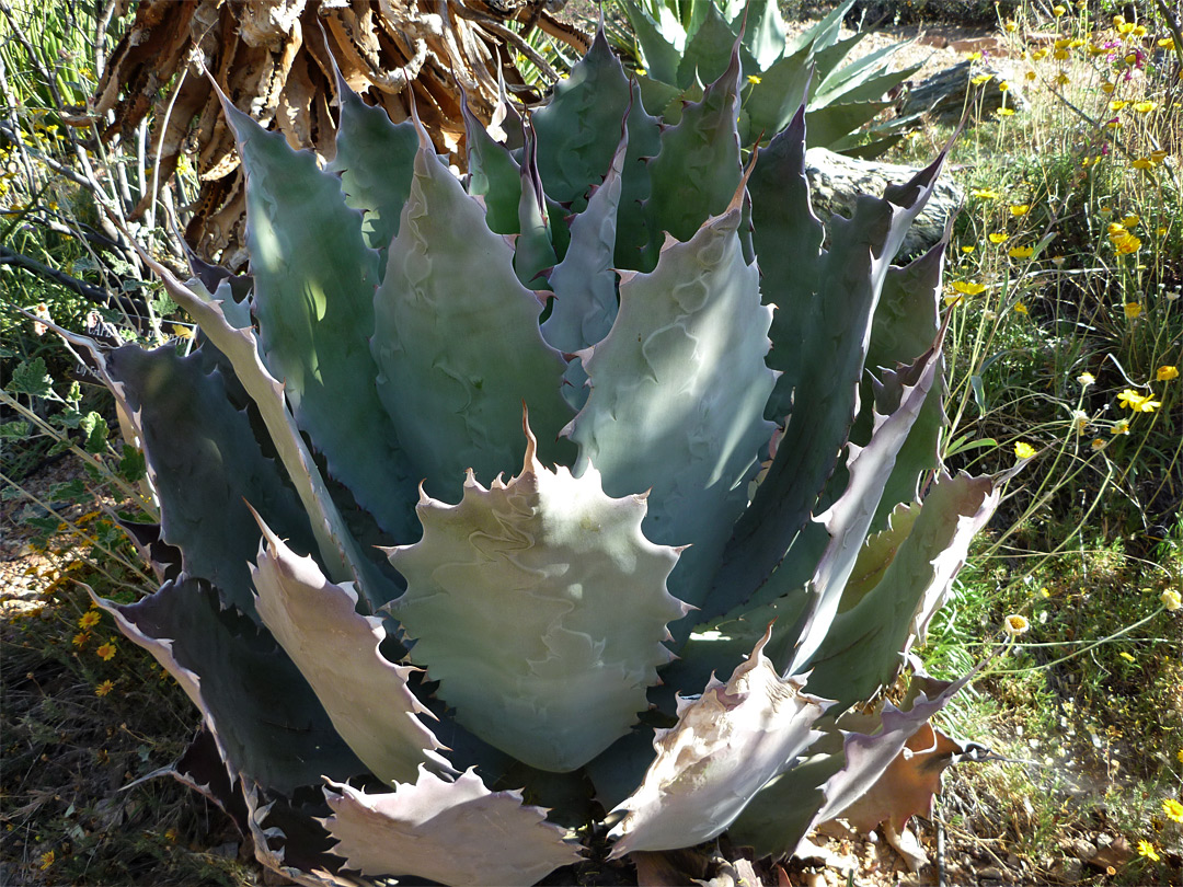 Agave potatorum