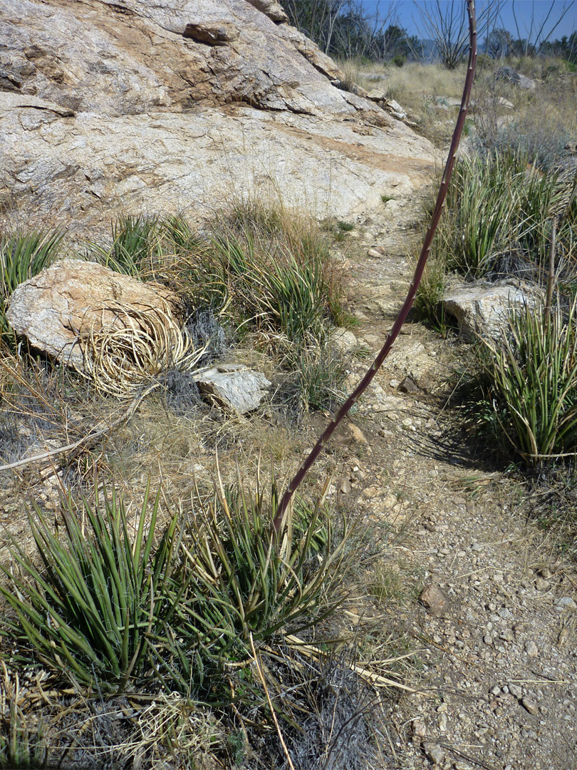 Agave schottii