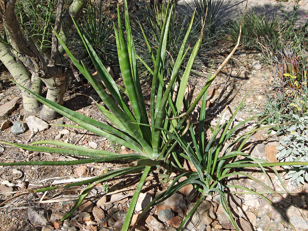 Agave vivipara