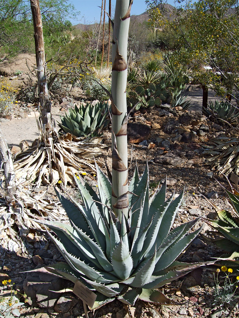 Agave zebra