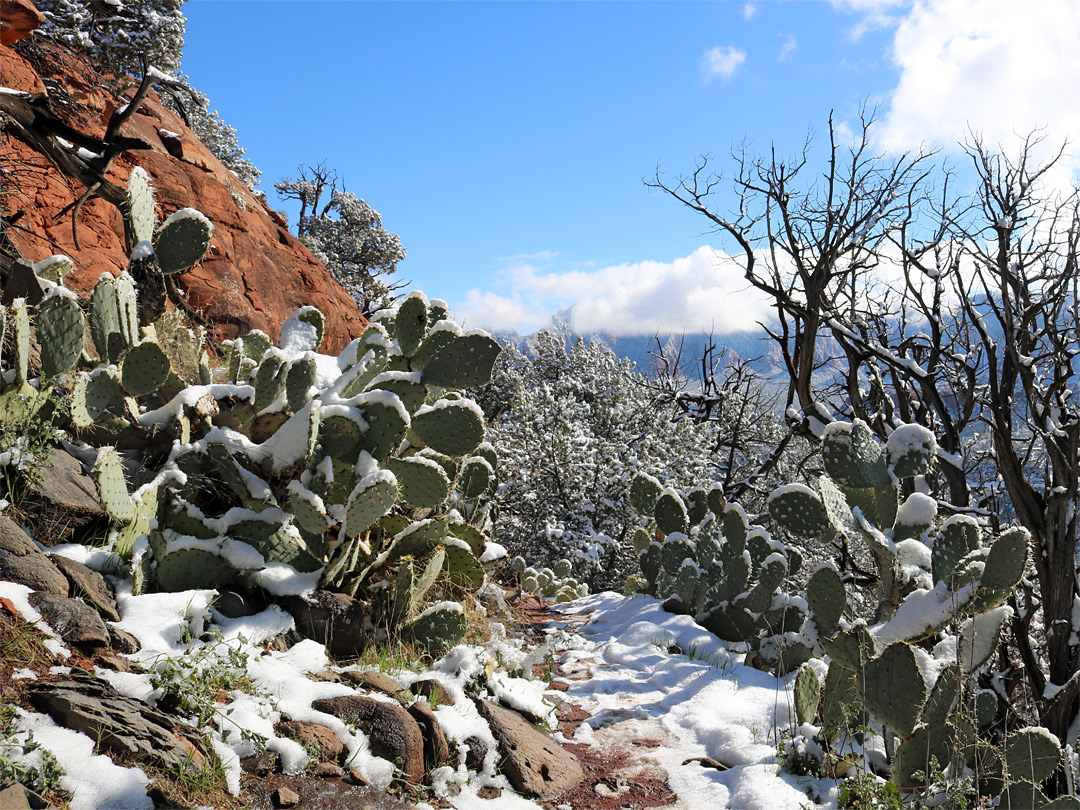 Snow on opuntia