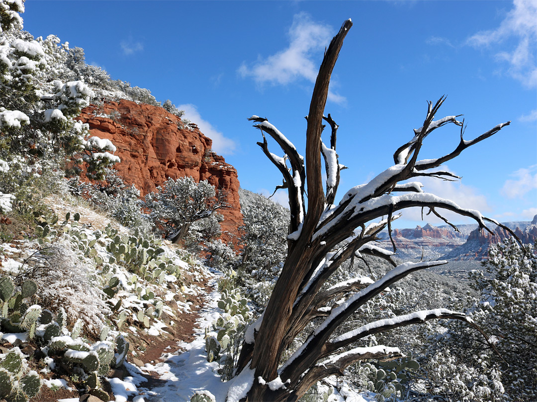 Dead tree