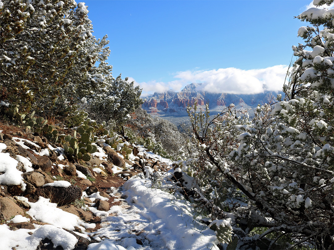 Snowy pines