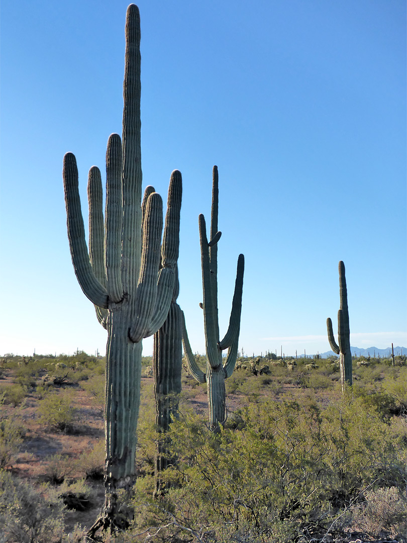 Line of saguaro