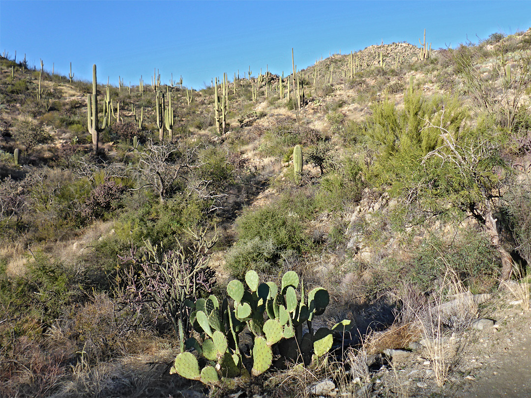 Cacti