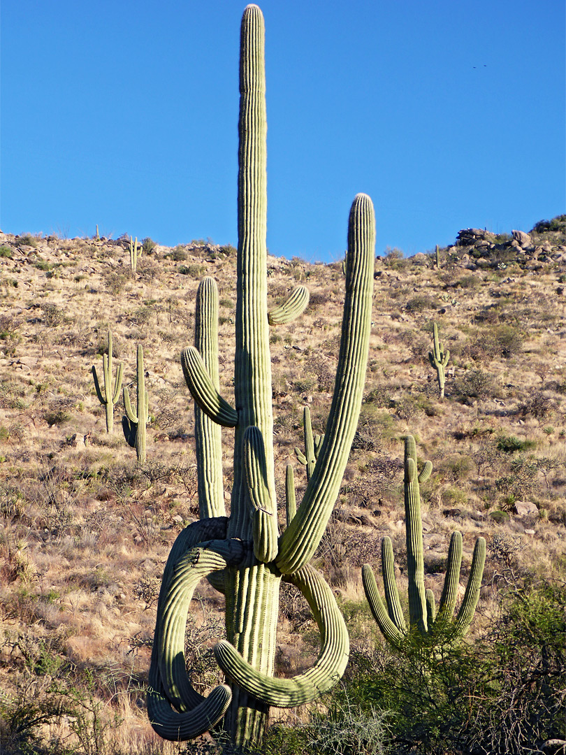 Saguaro branches