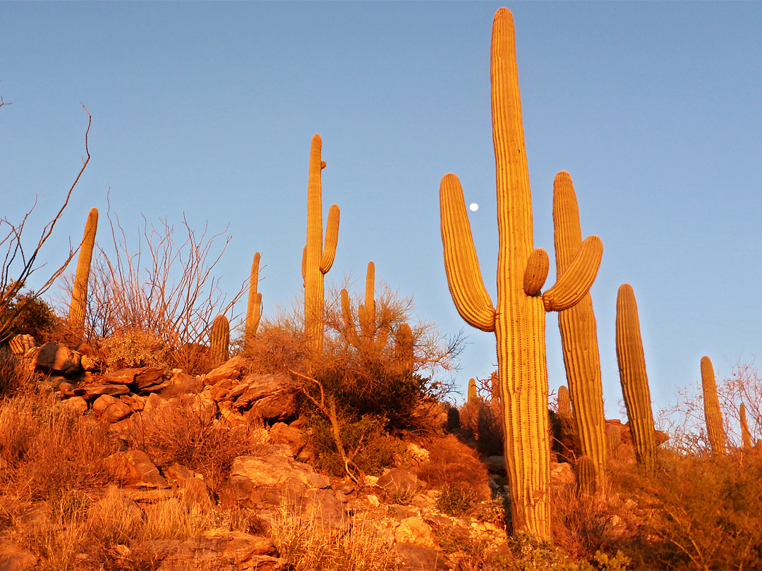 Setting sun on saguaro