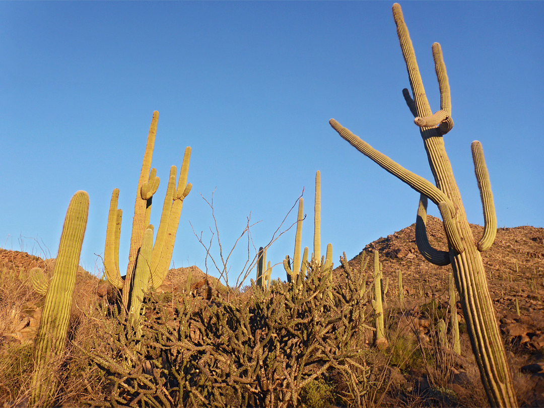 Saguaro and cholla