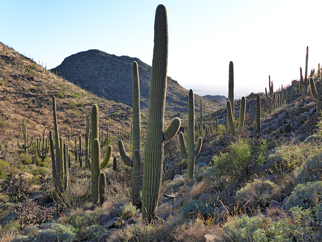 Saguaro valley