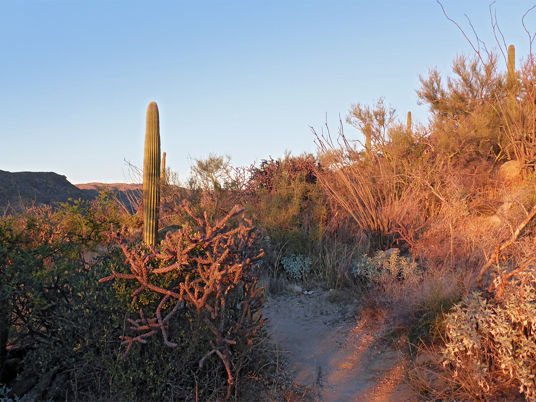 Late afternoon sunshine