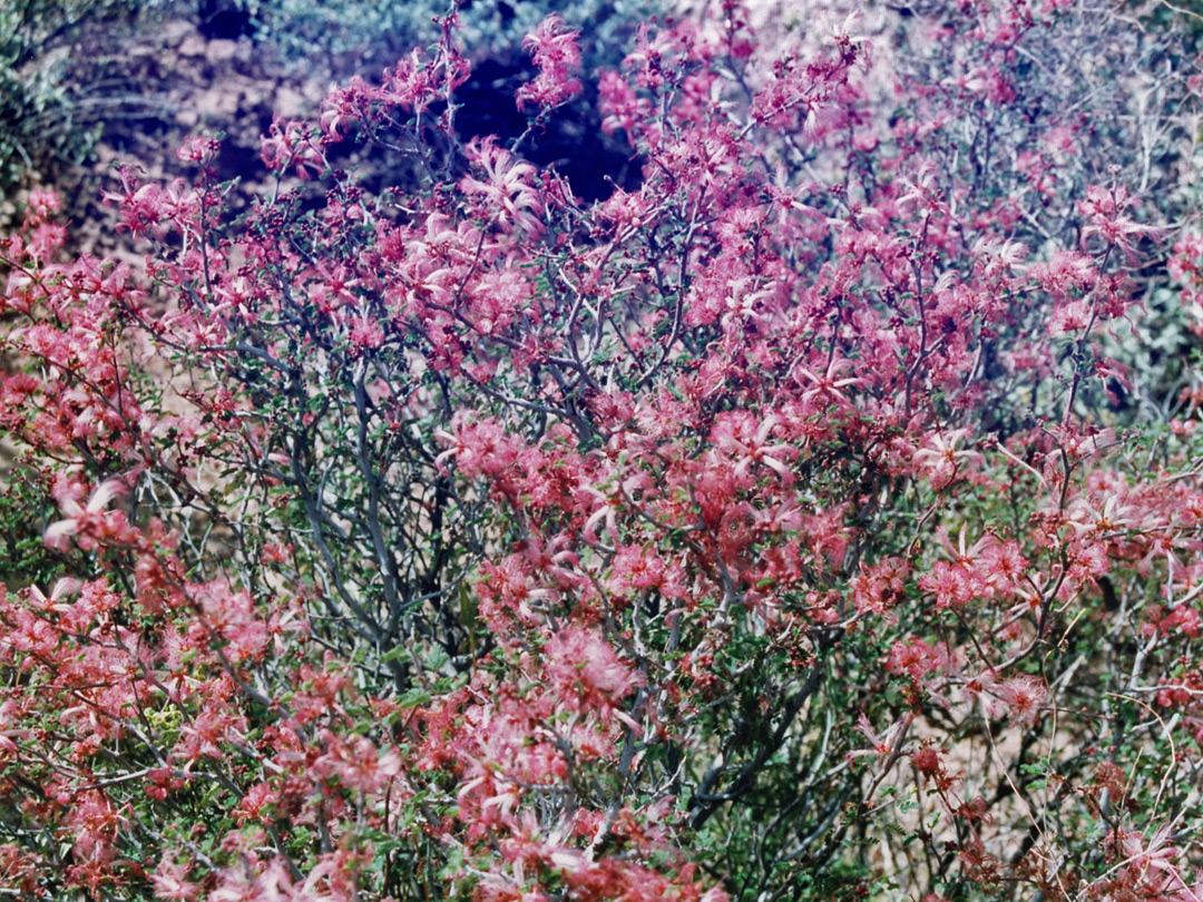Flowering bush in Alamo Canyon