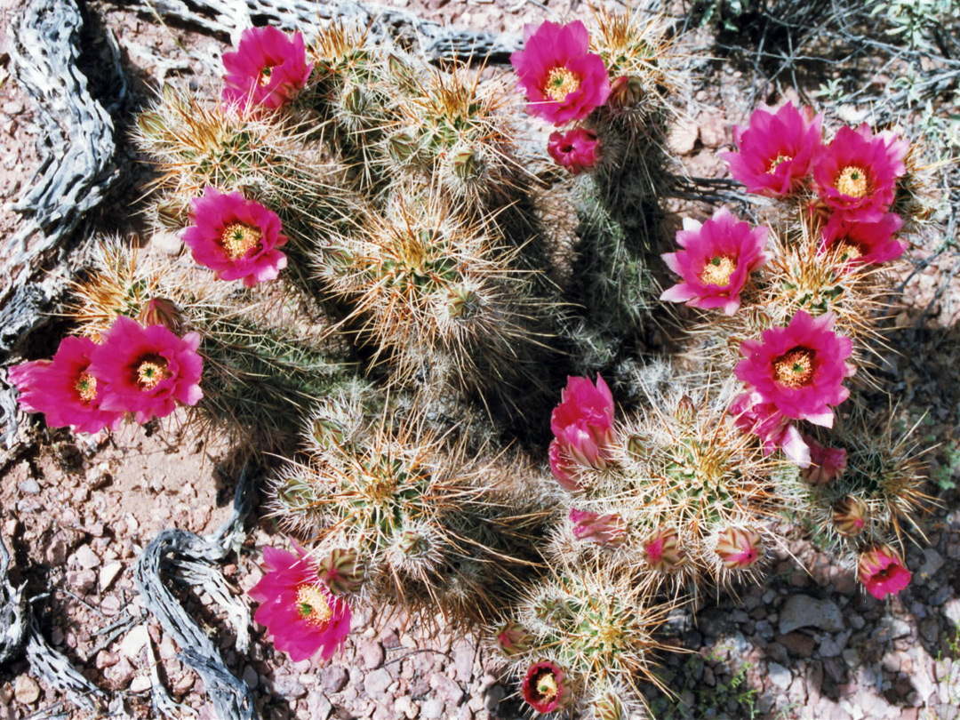 Group of echinocereus