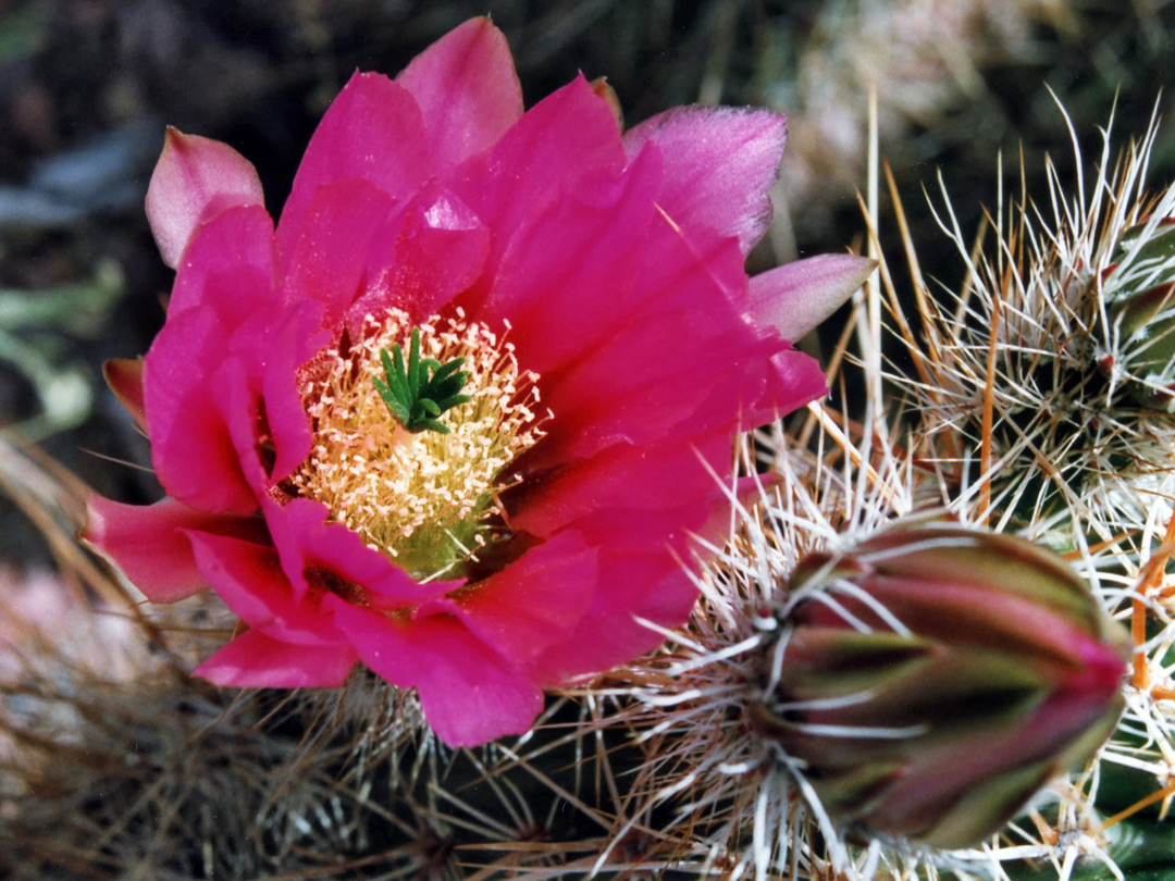 Echinocereus flower