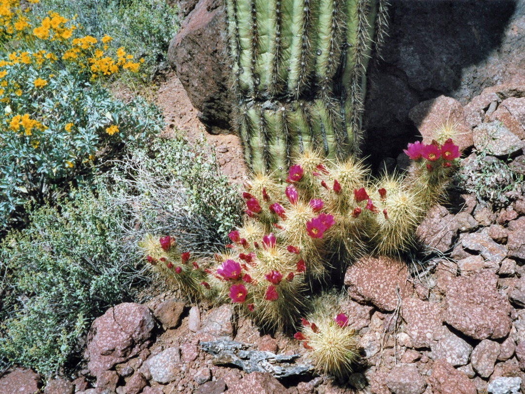 Cacti near Alamo Canyon