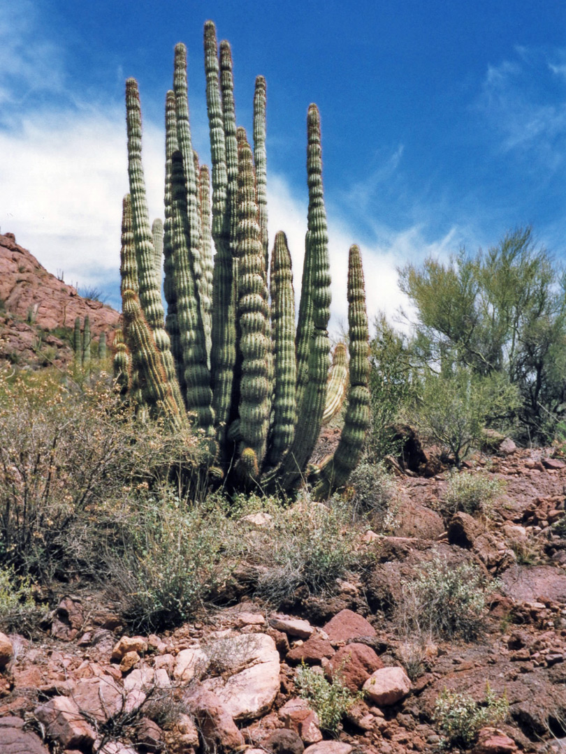 Organ pipe cactus