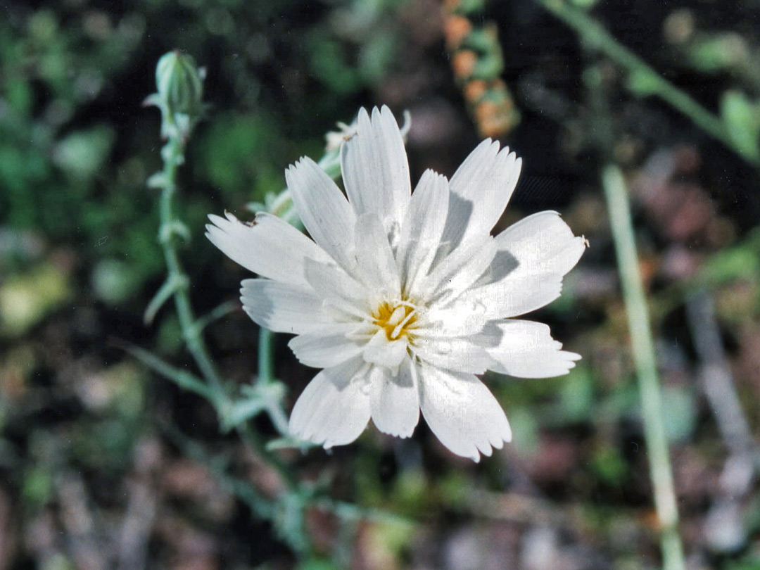 White flower