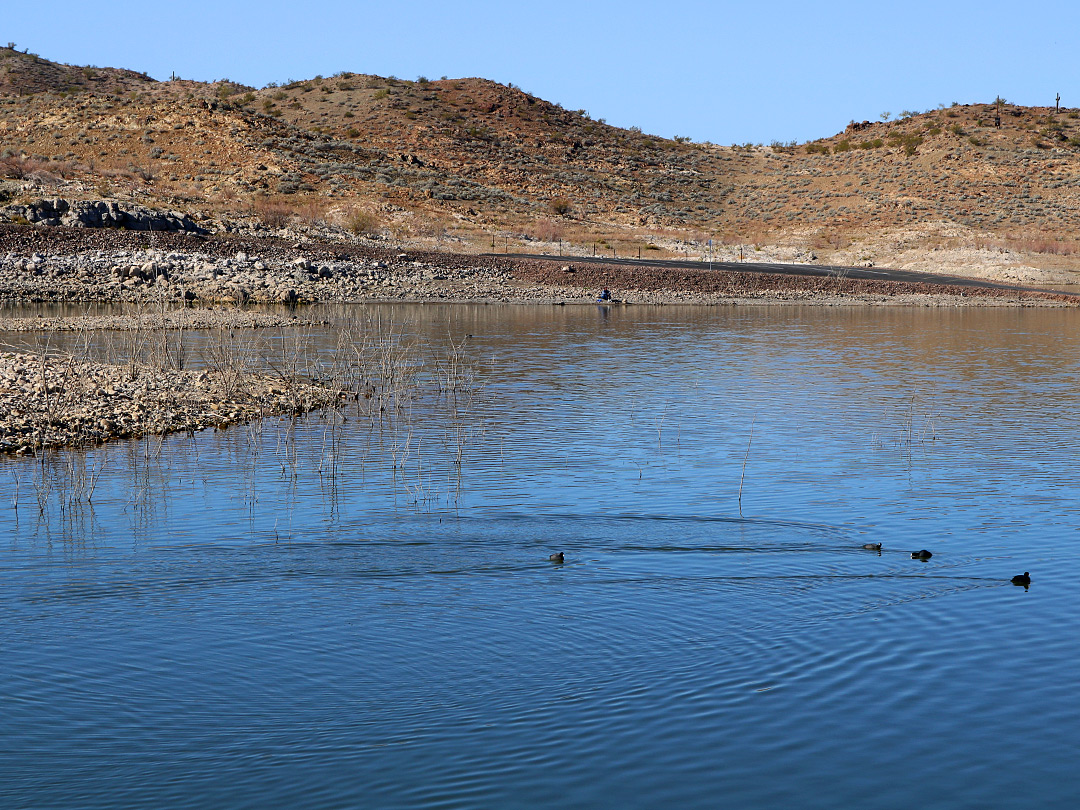 Ducks on the lake