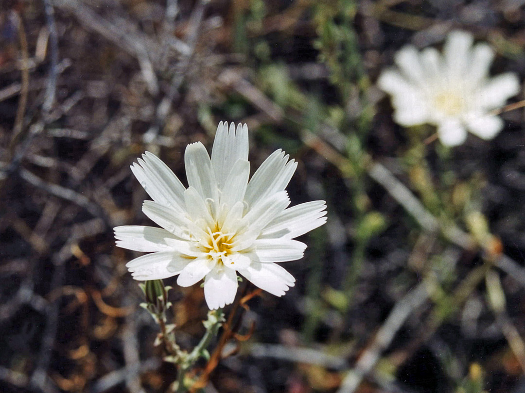 Desert chicory