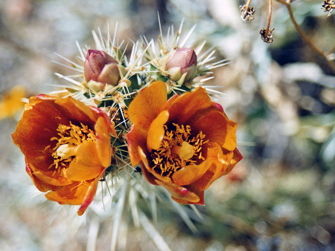 Buckhorn cholla flowers