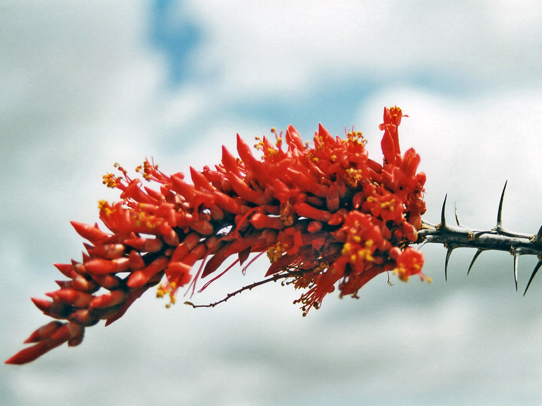 Ocotillo flowers