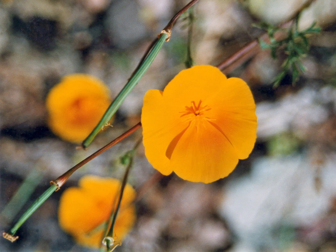 California poppy