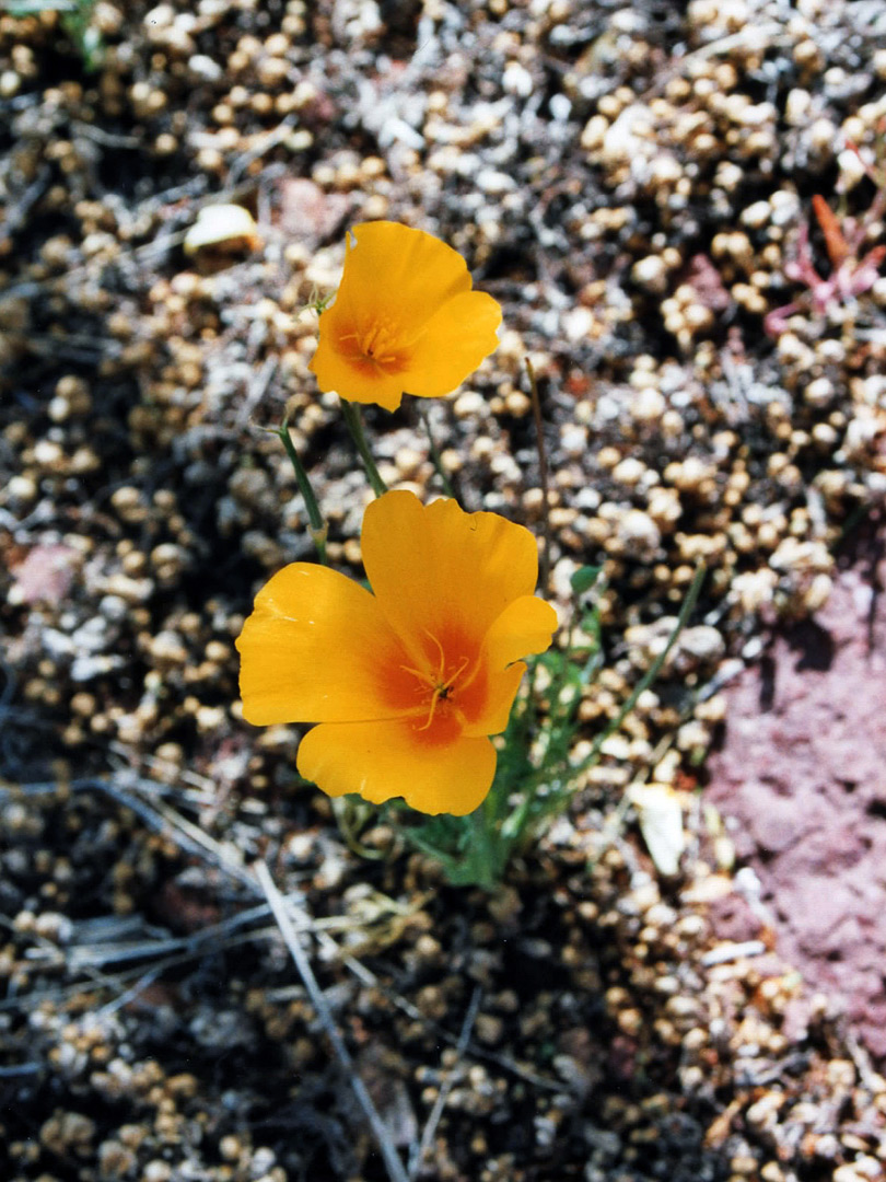 Mexican gold poppy