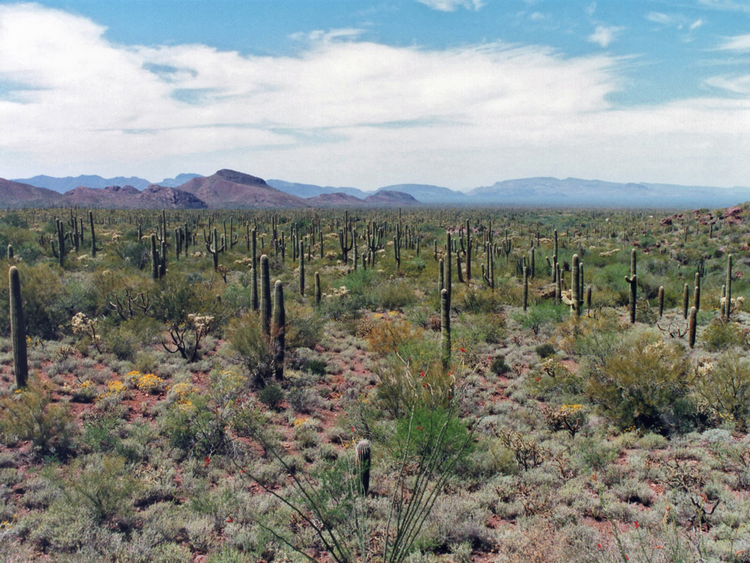 Desert near the mouth of the canyon