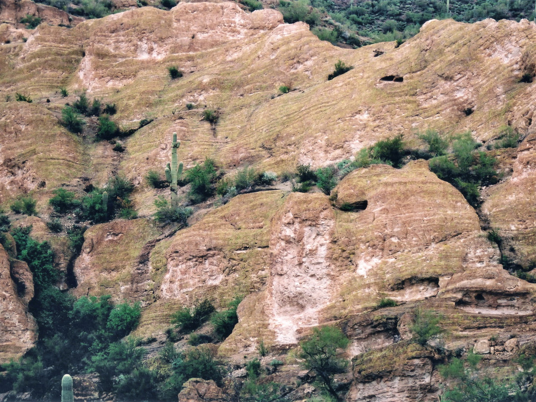 Cliff with saguaro