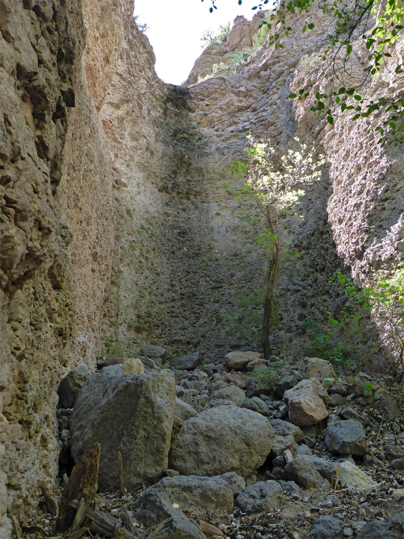 Tree below a chute