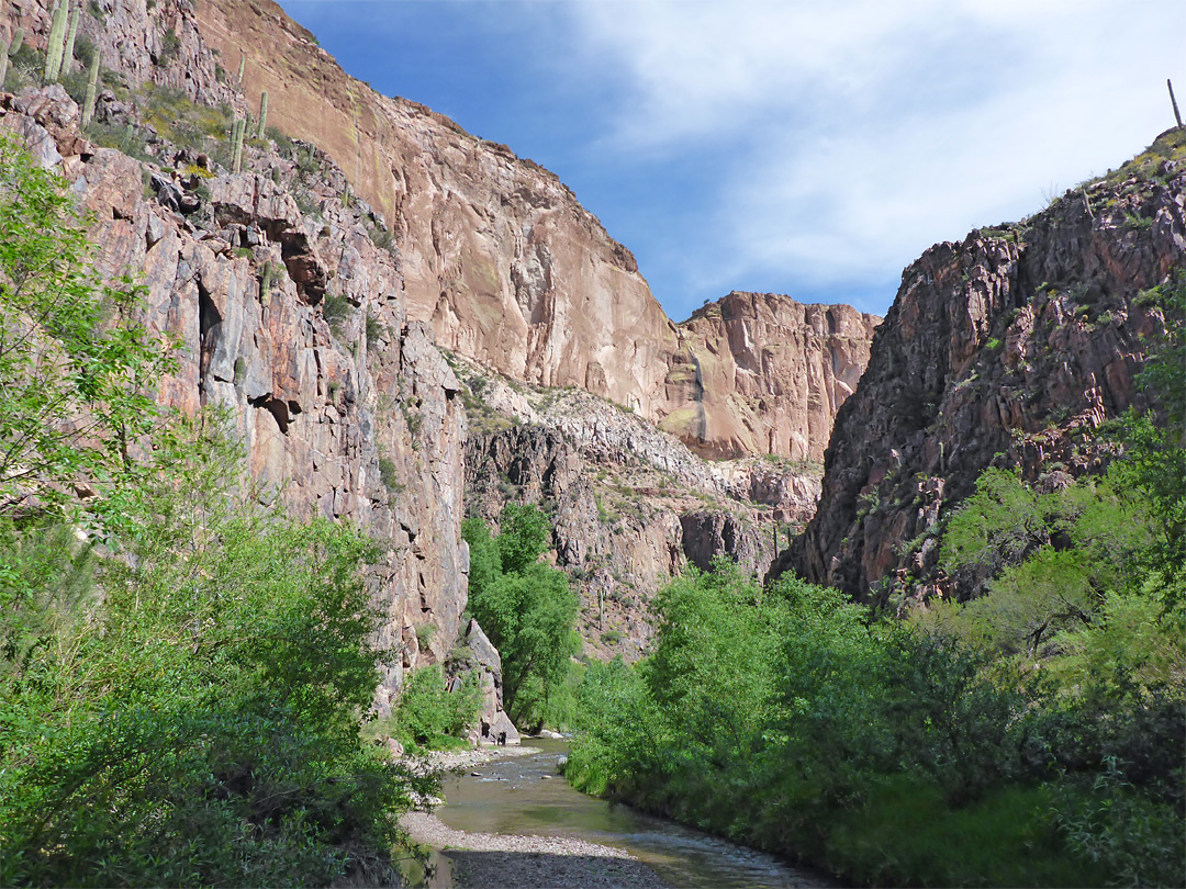 Trees in the canyon