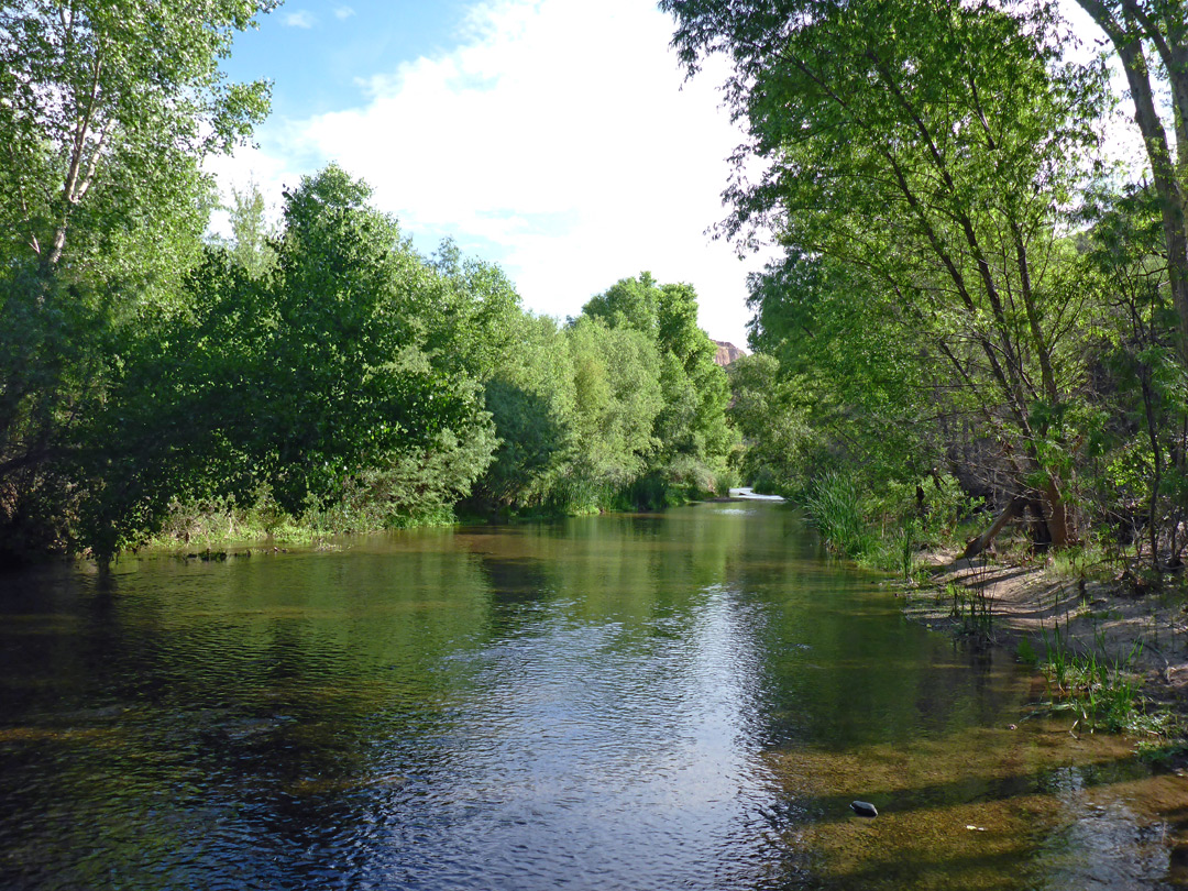 Trees beside the creek