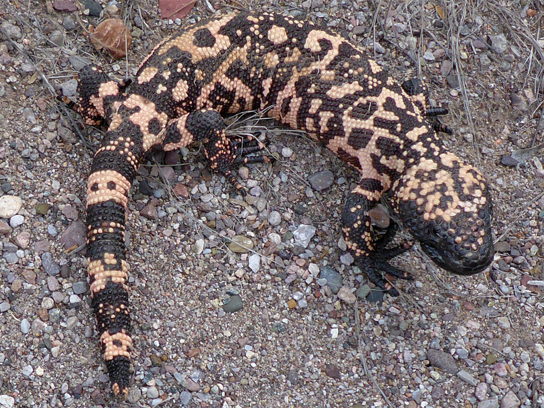 Gila monster