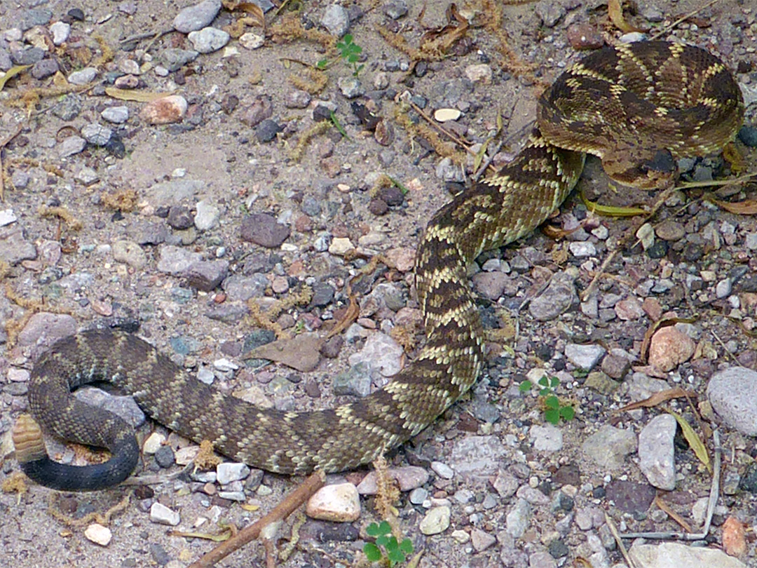 Coiled rattlesnake