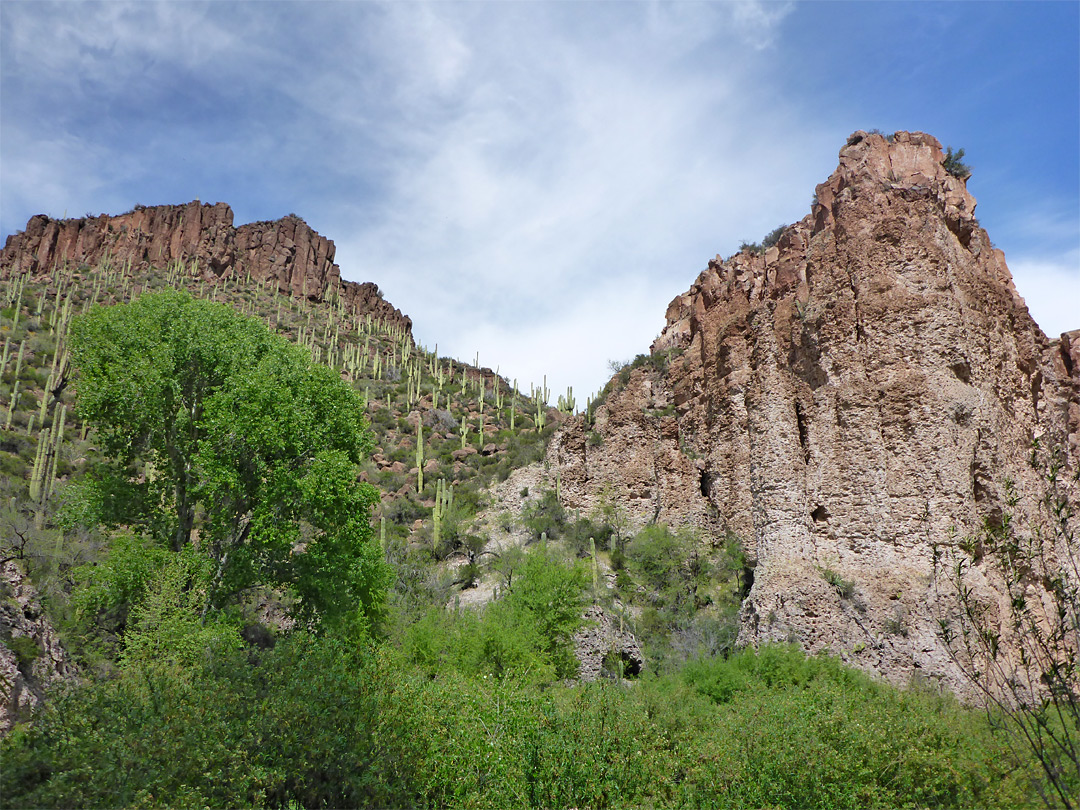 Saguaro hillside