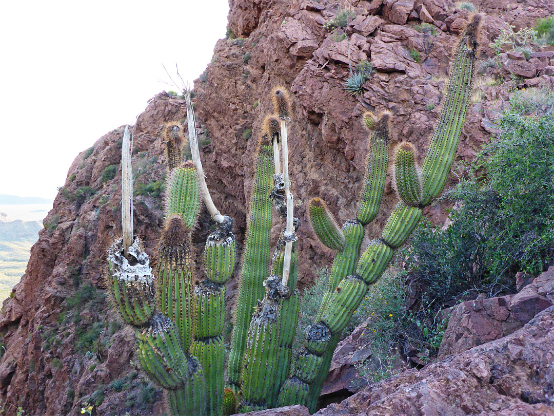 Frost-damaged cactus