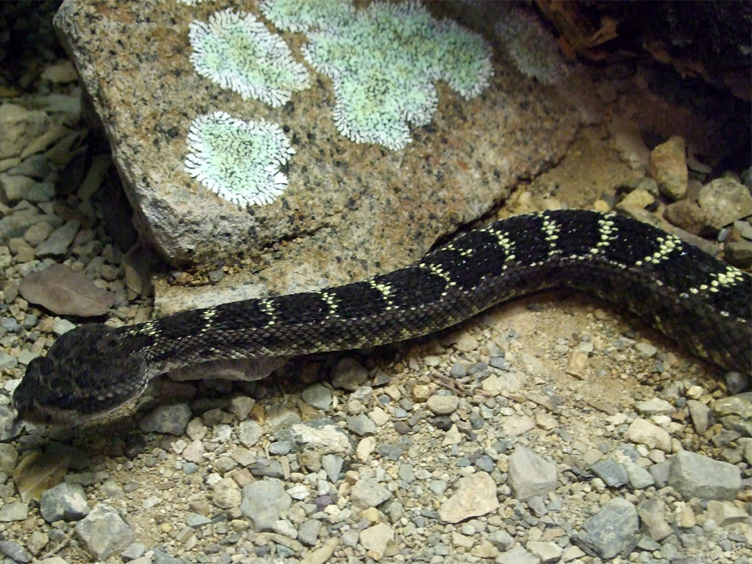Arizona black rattlesnake