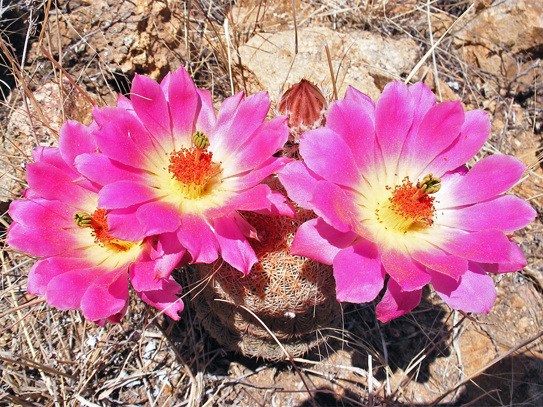 Echinocereus rigidissimus in flower