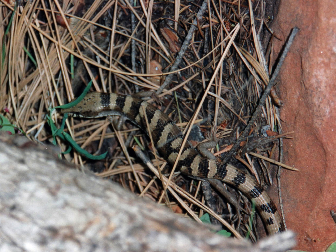 Arizona alligator lizard