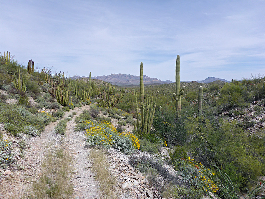 Saguaro by the trail