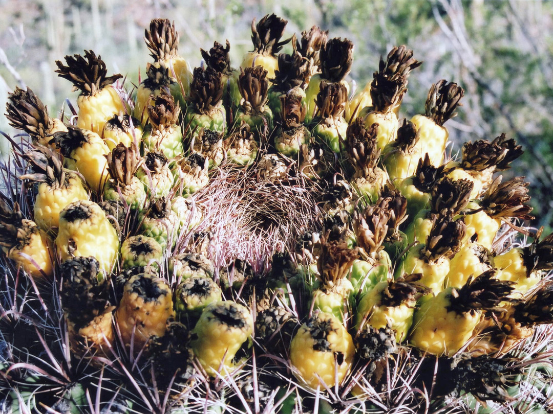 Fruit of a barrel cactus