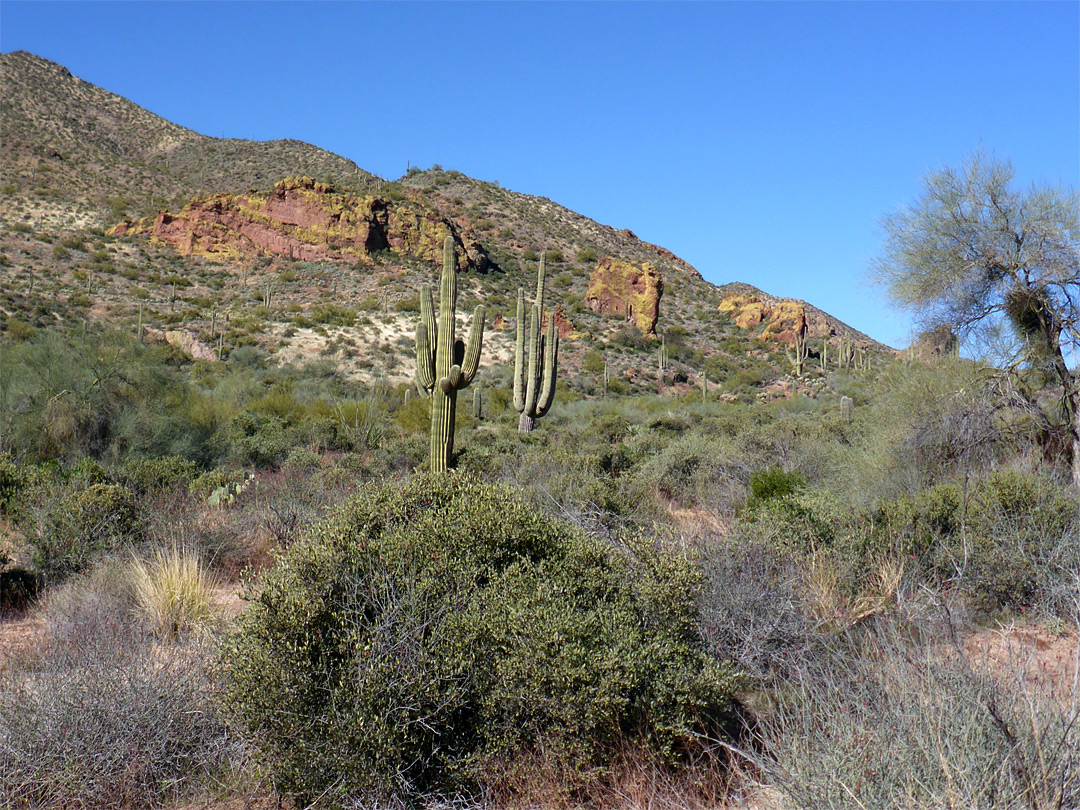 Bushes and rocks