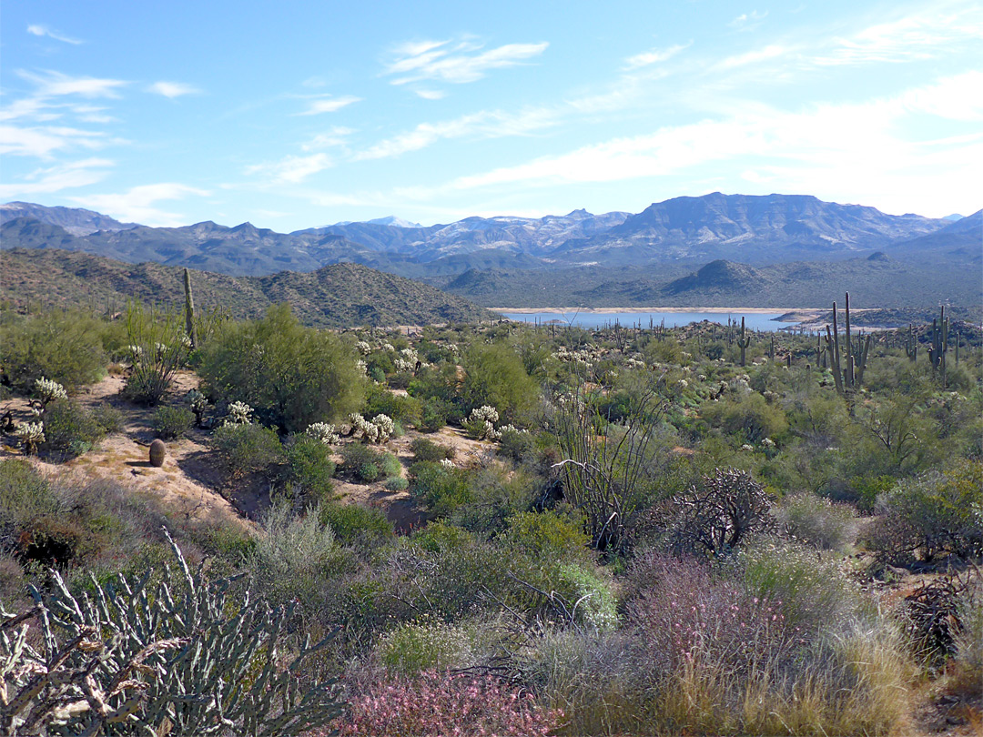 Ocotillo