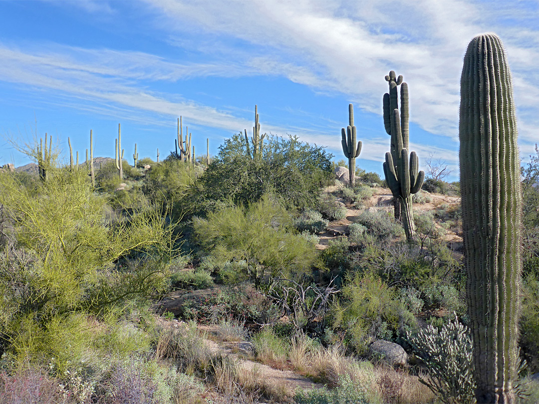 Group of saguaro