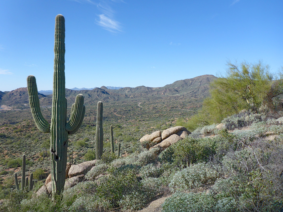 Saguaro and boulders