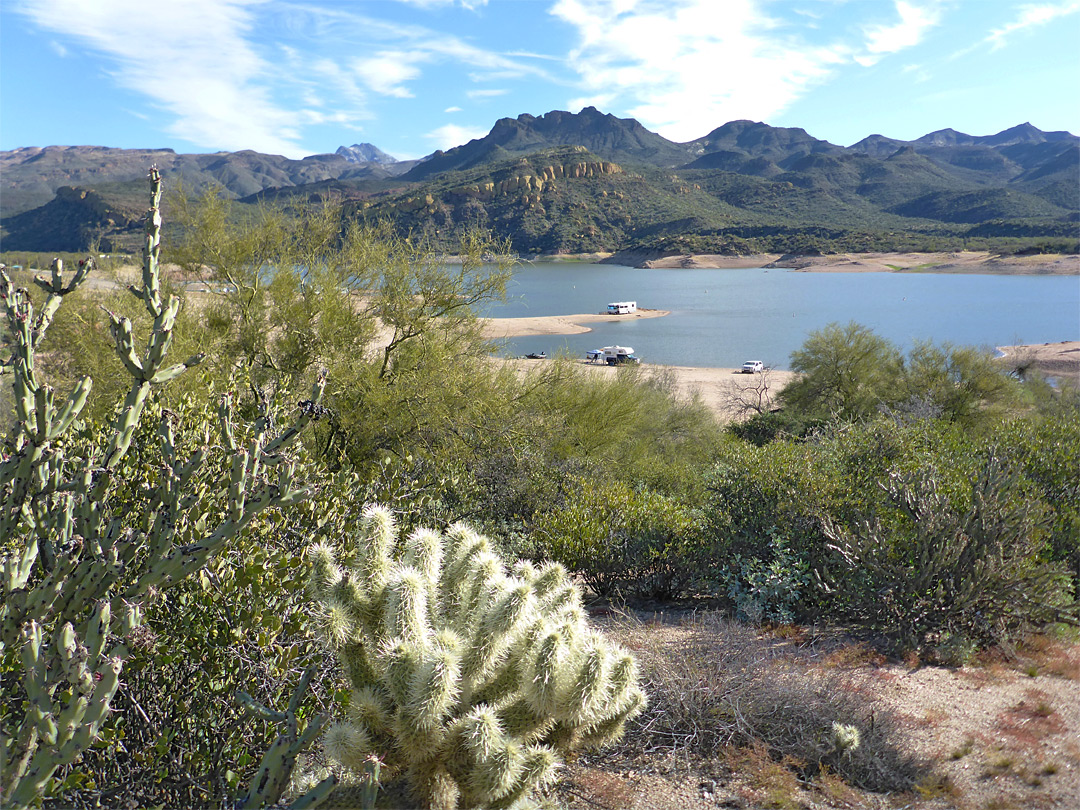 Cholla cacti