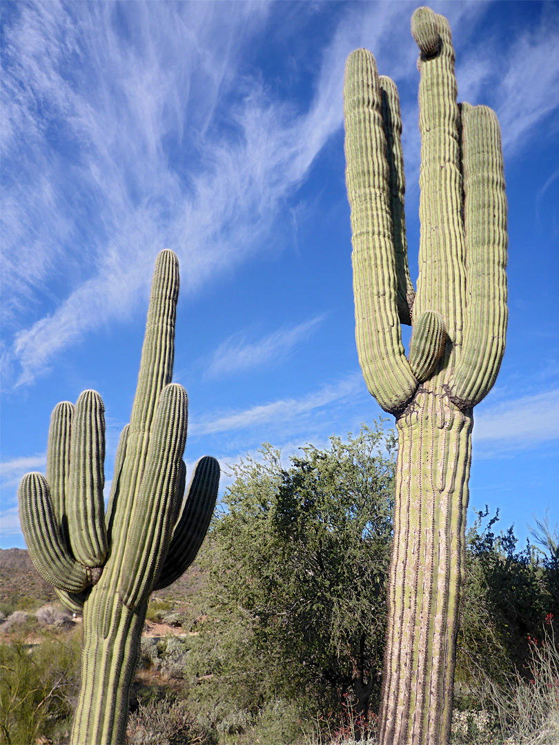 Two saguaro